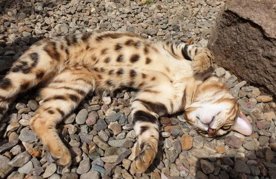 Leuke Bengaalse kittens nu klaar. - 1