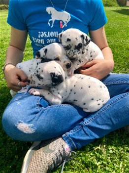 Puur Dalmatische puppy's te koop - 1