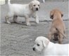 Labrador pups - 1 - Thumbnail