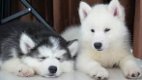 Mooie mannelijke en vrouwelijke Siberische Husky-puppy - 1 - Thumbnail