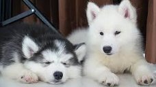 Mooie mannelijke en vrouwelijke Siberische Husky-puppy