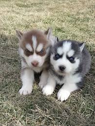 ? Sweet Siberian Husky Puppies te koop - 1