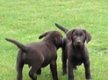 Labrador retriever choco bruin. - 1 - Thumbnail