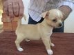 ? Schattige Chihuahua Pups Beschikbaar. - 1 - Thumbnail