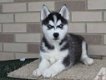 ? pure ras Siberische husky - 1 - Thumbnail