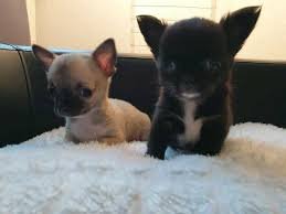 Super kleine mini-chihuahua pup (langharig en korthaar) met papieren - 1