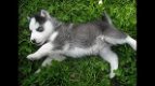 Siberische husky pups te koop - 1 - Thumbnail