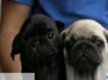 Zwarte en beige mops puppies - 1 - Thumbnail