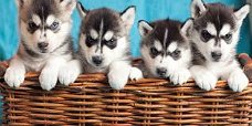 Stamboom Siberische Husky Puppies te koop