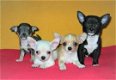 Prachtige lieve fawn langharige chihuahua pupjes - 1 - Thumbnail