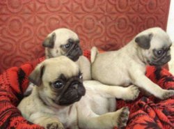 Mooie Mopshond / mops pups te koop - 1