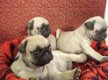 Mooie Mopshond / mops pups te koop - 1 - Thumbnail