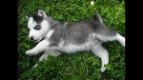 Zoete speelse Siberische Husky Puppies voor adoptie - 1 - Thumbnail