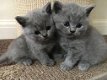 Absoluut verbluffende Britse kittens met kort haar en ui.. Absoluut verbluffende britse kittens met - 1 - Thumbnail