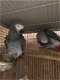 Aanhankelijk paar Afrikaanse grijze papegaaien - 1 - Thumbnail