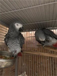 Aanhankelijk paar Afrikaanse grijze papegaaien
