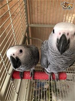 2 tam 19 weken oude grijze papegaaien - 1