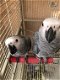 2 tam 19 weken oude grijze papegaaien - 1 - Thumbnail