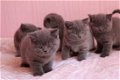 Brits Korthaar Kittens - 1 - Thumbnail