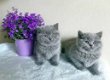 5 Britse kittens met kort haar Bsh geregistreerd - 1 - Thumbnail