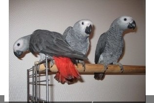 Vrij tamme grijze roodstaart papegaai - 1