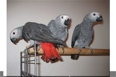 Vrij tamme grijze roodstaart papegaai
