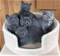 Britse shorthaire kittens - 1 - Thumbnail