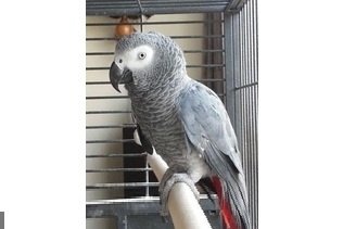 Afrikaanse grijze papegaaien te koop - 1