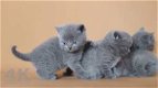 Geregistreerde Grijse Britse korthaar kittens - 1 - Thumbnail