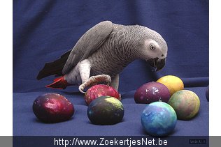 Intelligente Afrikaanse grijze papegaai - 1