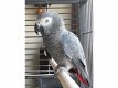 Afrikaanse grijze papegaaien te koop - 1 - Thumbnail