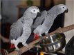 vrij tamme grijze roodstaart papegaai - 1 - Thumbnail