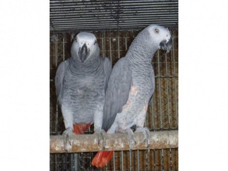 Paar Afrikaanse Grijze Papegaaien - 1