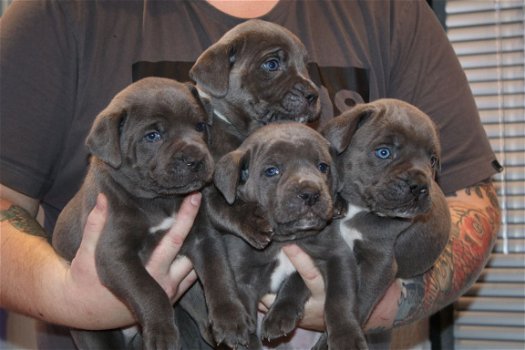 Cane Corso-puppy's beschikbaar - 1