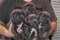 Cane Corso-puppy's beschikbaar - 1 - Thumbnail