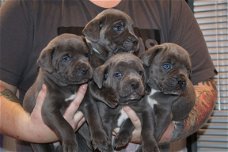 Cane Corso-puppy's beschikbaar