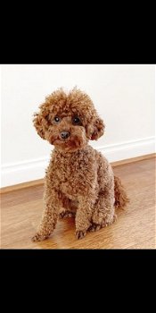 Pra Kc Toy Poodles Puppies nu klaar - 1