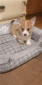 Aanbiddelijke Welse Pembroke Corgi-Puppy voor Goedkeuring - 1