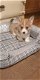 Aanbiddelijke Welse Pembroke Corgi-Puppy voor Goedkeuring - 1 - Thumbnail