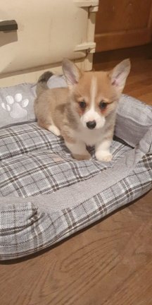 Aanbiddelijke Welse Pembroke Corgi-Puppy voor Goedkeuring