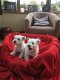 Schattige Westie-puppy's voor adoptie - 1 - Thumbnail