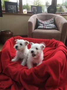 Schattige Westie-puppy's voor adoptie