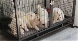 Witte Amerikaanse Akita-puppy's - 1 - Thumbnail