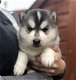 Schitterende Siberische Husky-puppy's - 1 - Thumbnail