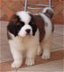 Overweldigende Kc geregistreerde Saint Bernard-puppy's - 1 - Thumbnail