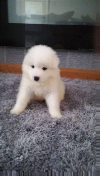 Samojeed-puppy's voor adoptie - 1