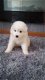Samojeed-puppy's voor adoptie - 1 - Thumbnail