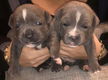 Schitterend Chunky Blue Staffordshire Bull Terrier voor adoptie - 1 - Thumbnail