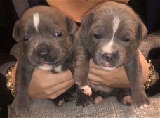 Schitterend Chunky Blue Staffordshire Bull Terrier voor adoptie