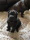 Shar Pei-puppy's voor adoptie alleen voor altijd huizen - 1 - Thumbnail